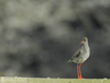 redshank