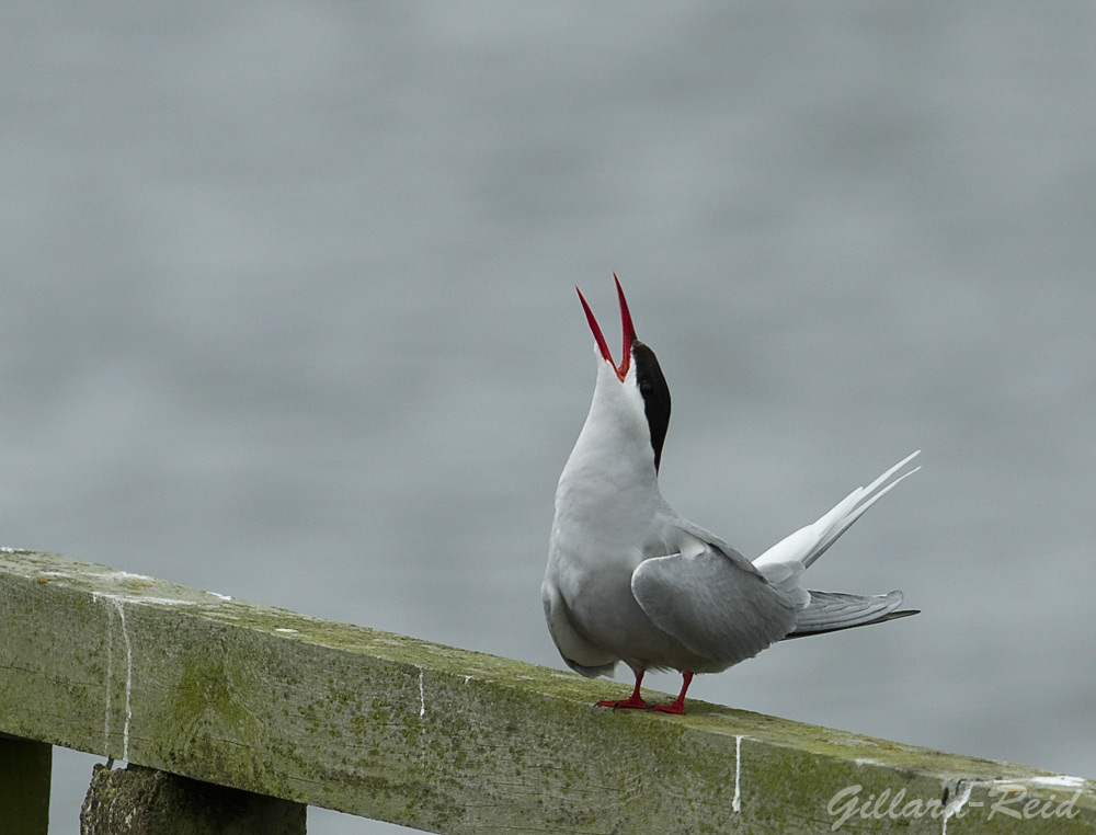 arctic tern