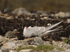 arctic tern