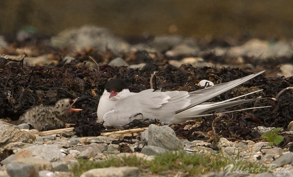 arctic tern