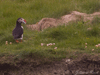 puffin with sandeels