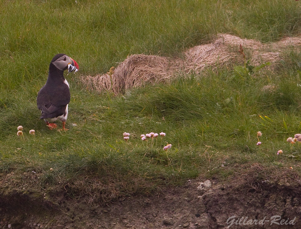 lapwing