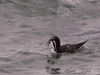 razorbill