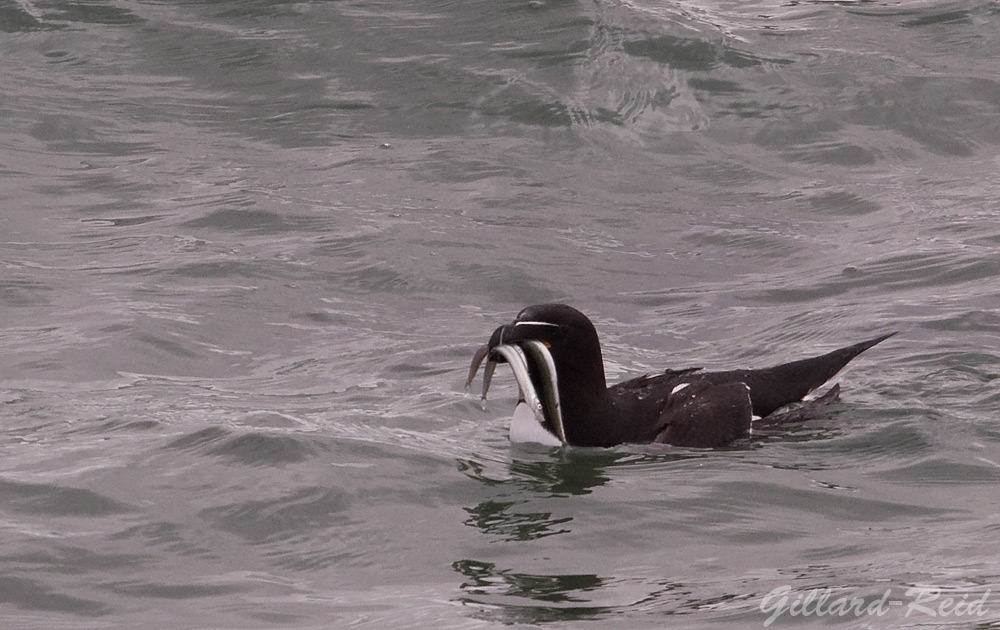 razorbill