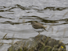 common sandpiper