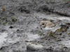 ringed plover