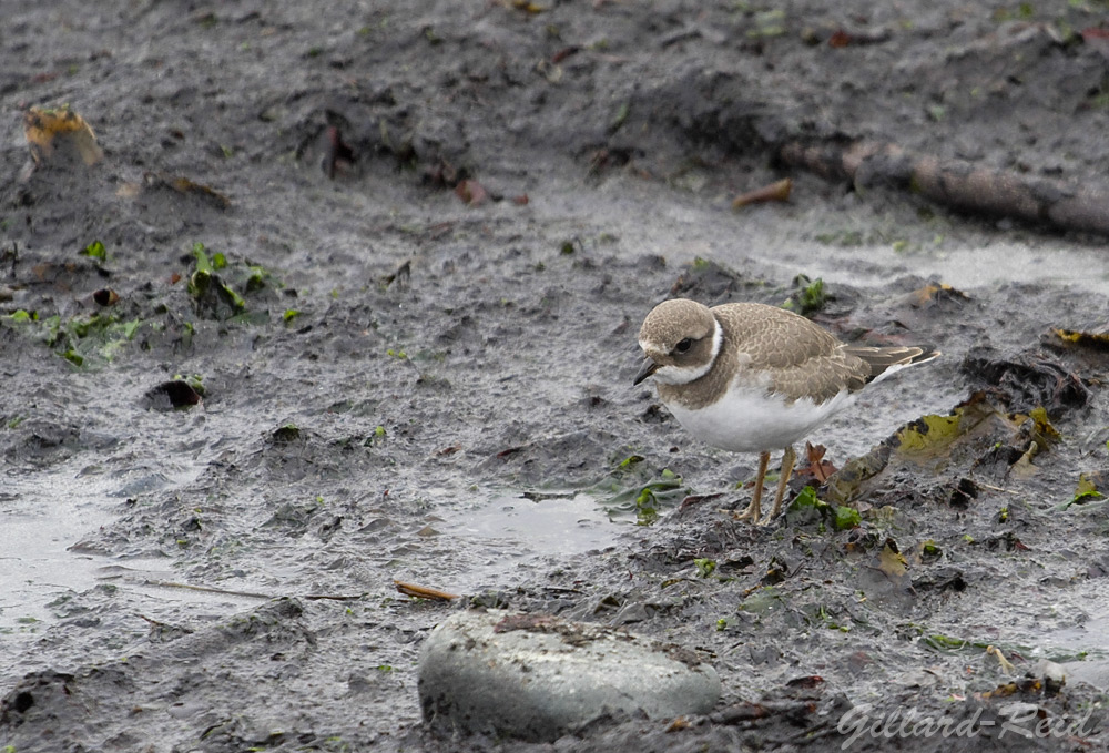 ringed plover