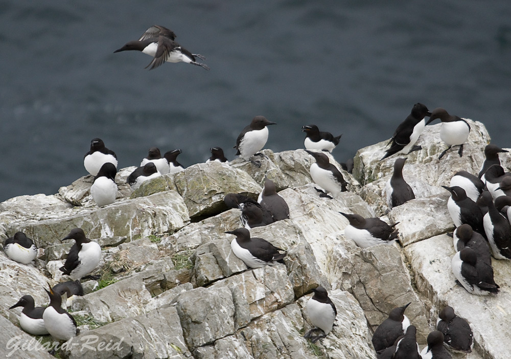 gullemots razorbills