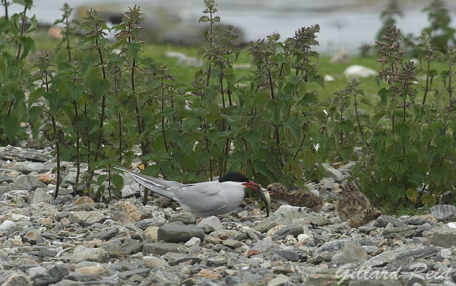 arctic tern