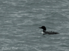 great northern diver