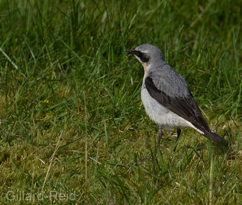 wheatear