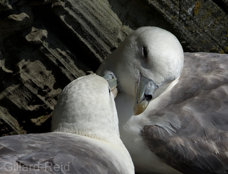 shetland bird photos