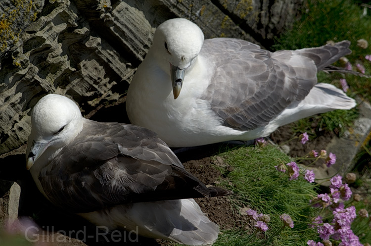 shetland bird photos