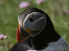 puffin photo