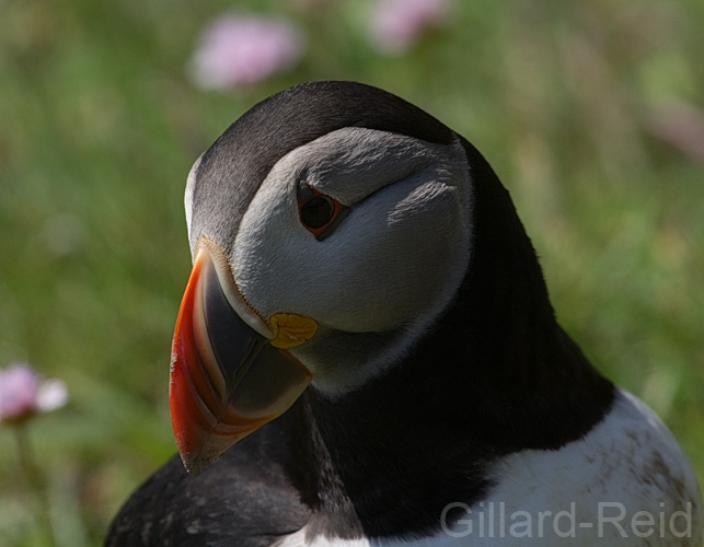 puffin photo