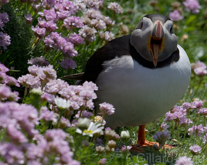 puffin photo