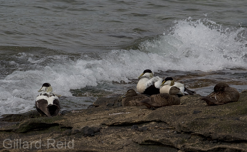 shetland eider photos