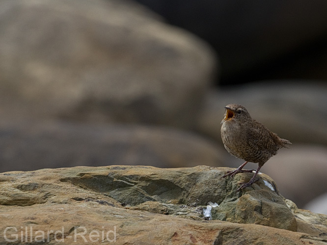 wren