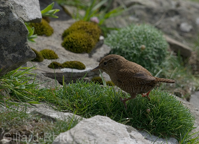 wren