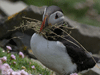 puffin photo