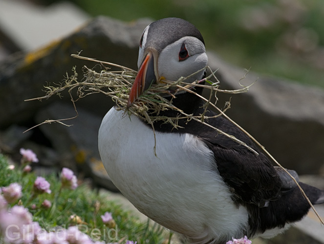 puffin photo