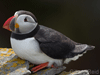 puffin photo