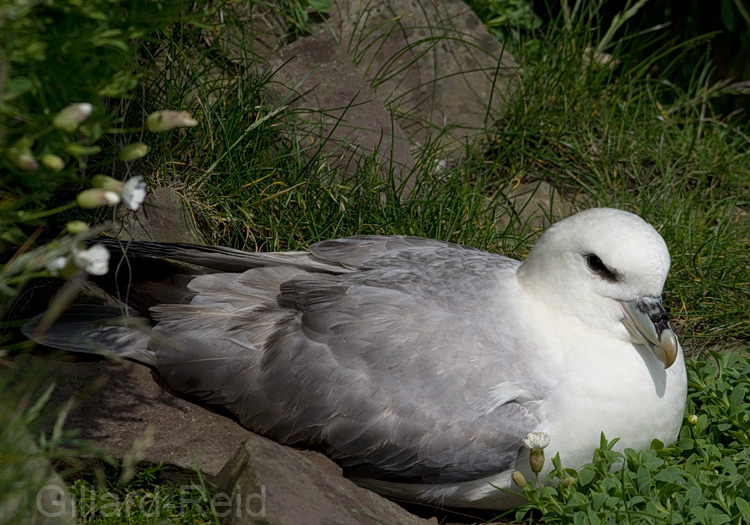 shetland fulmar photos