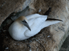 Gannets at Noss