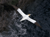 Gannet