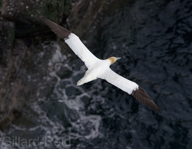 gannet