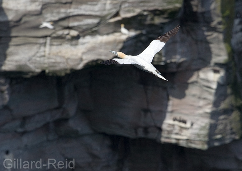 gannets on noss