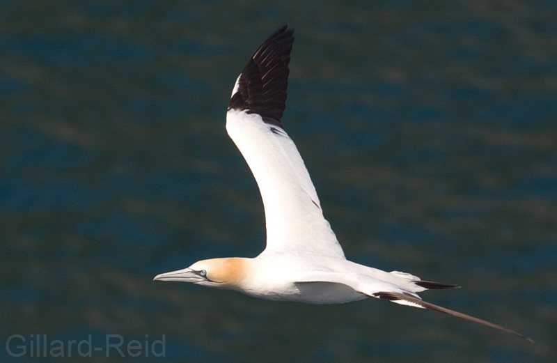 gannet