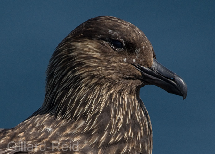 bonxie