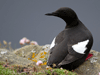 black
                  guillemot