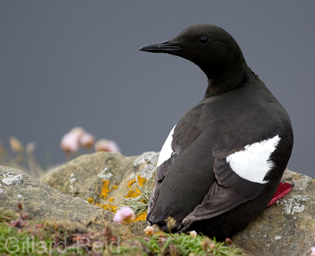 black gillemot