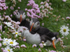 puffins