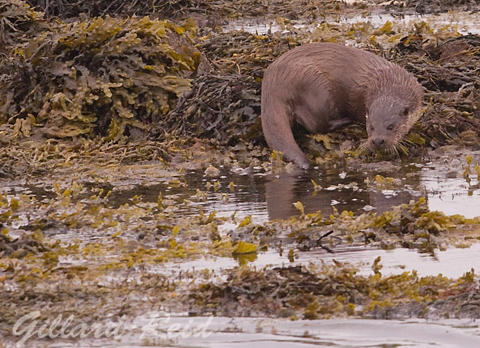 otter