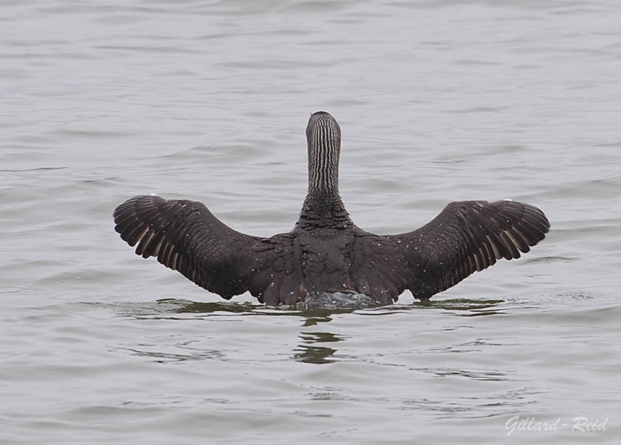 red throated diver photo