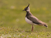 lapwing