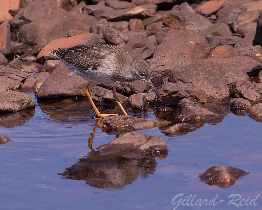 lapwing