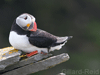 puffins