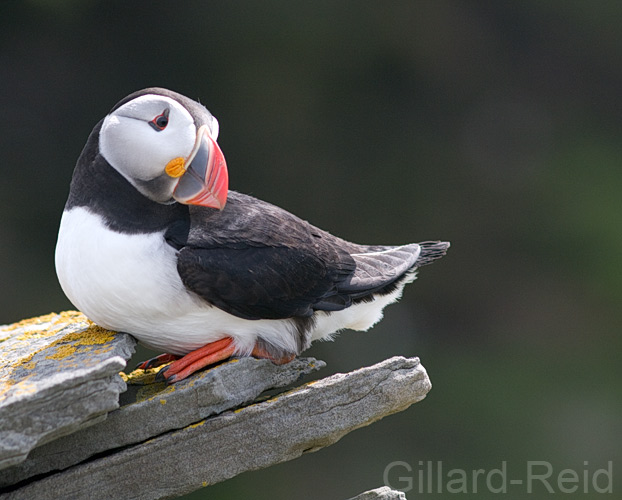 puffin