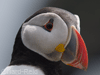 Puffin