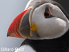 puffin photo