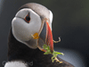 puffin photo