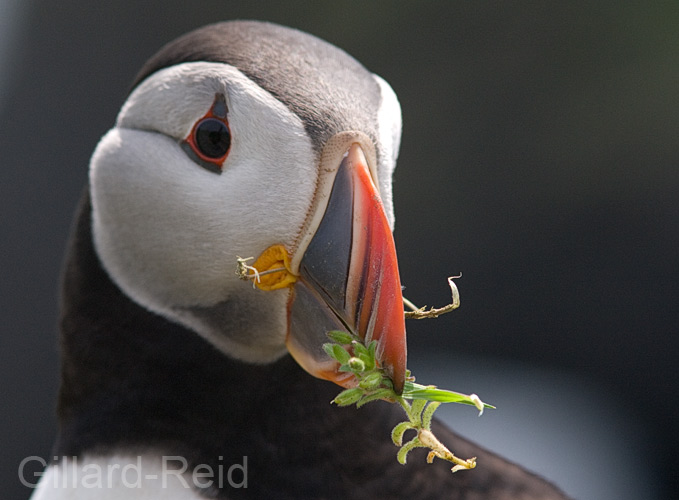 puffin photo