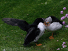 puffins