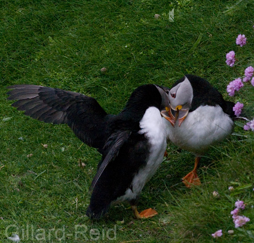 puffin photos