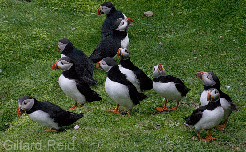 puffins