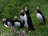 puffin photo